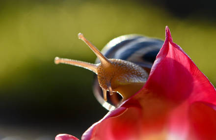 A Magical Fairy Tale World Of Snails By Vyacheslav Mishchenko