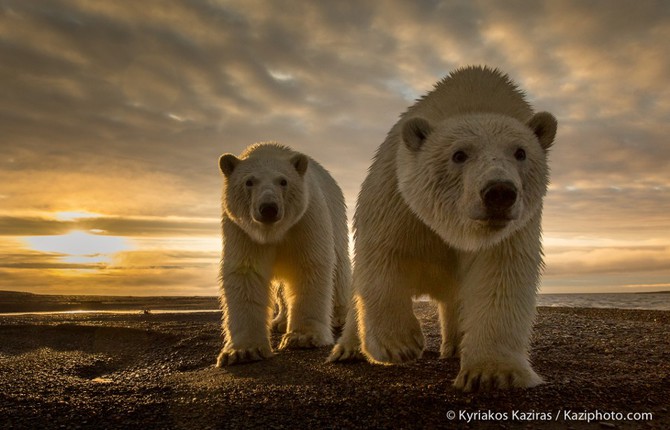 2014 Best Animal Photos