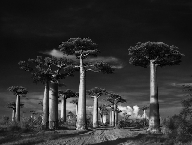 Avenue-of-the-Baobabs