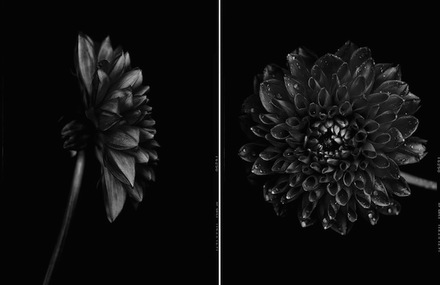 Black to Black Flowers