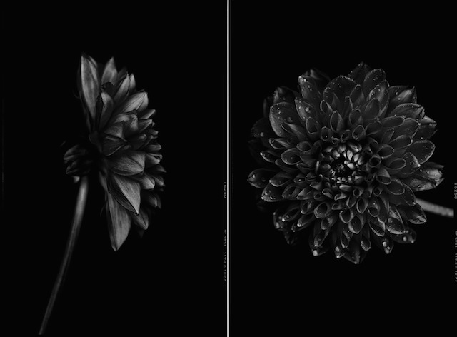 Black to Black Flowers