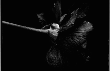 Black to Black Flowers