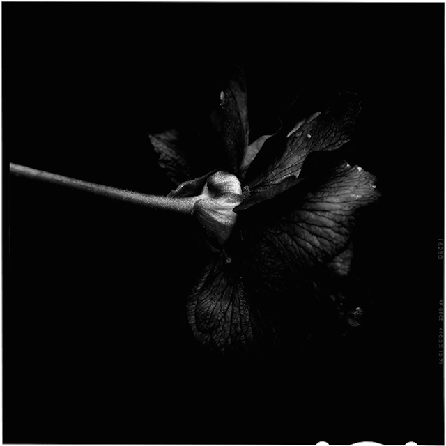 Black to Black Flowers -2