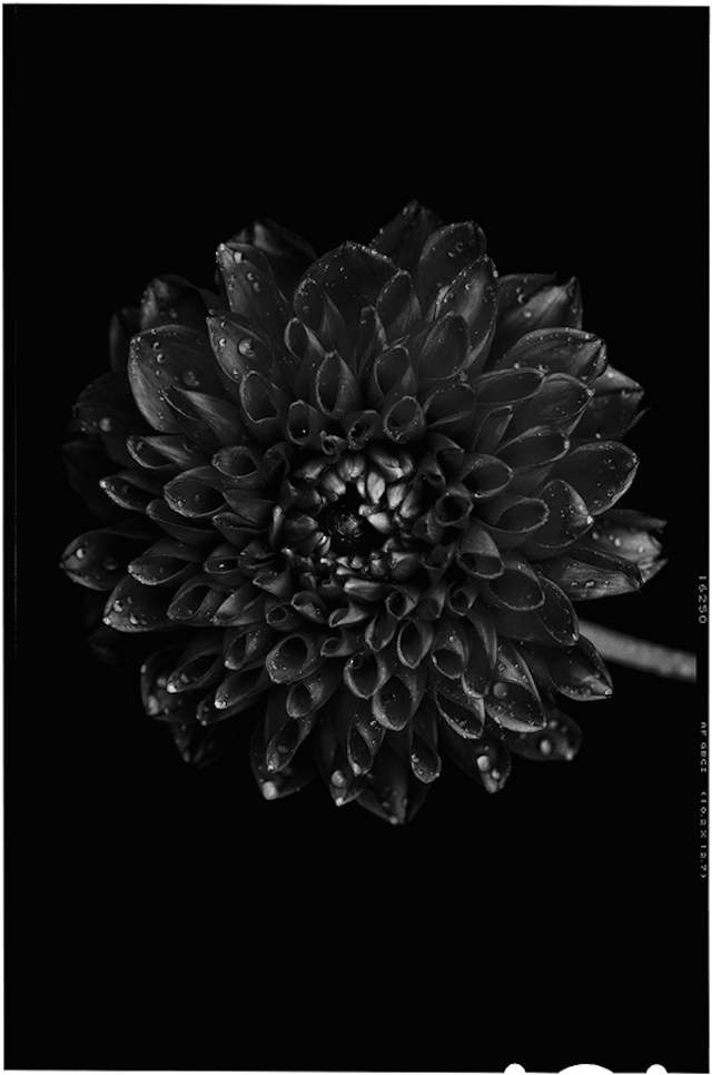 Black to Black Flowers -3