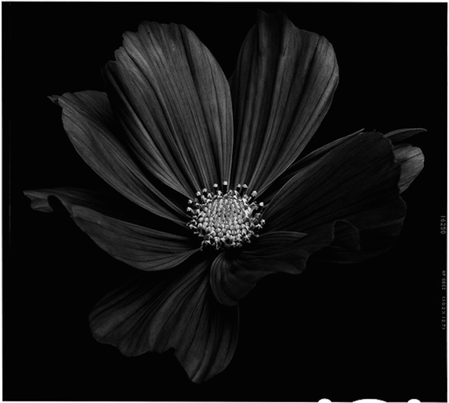 Black to Black Flowers -4