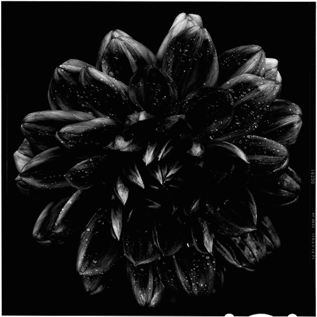 Black to Black Flowers -5