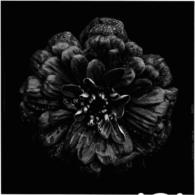 Black to Black Flowers -6