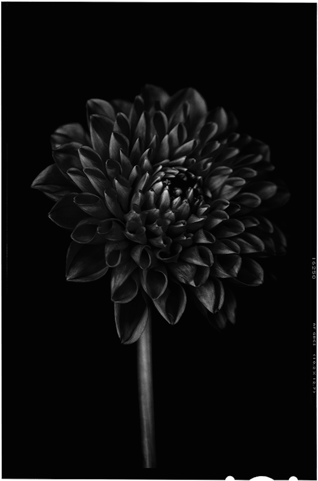 Black to Black Flowers -7