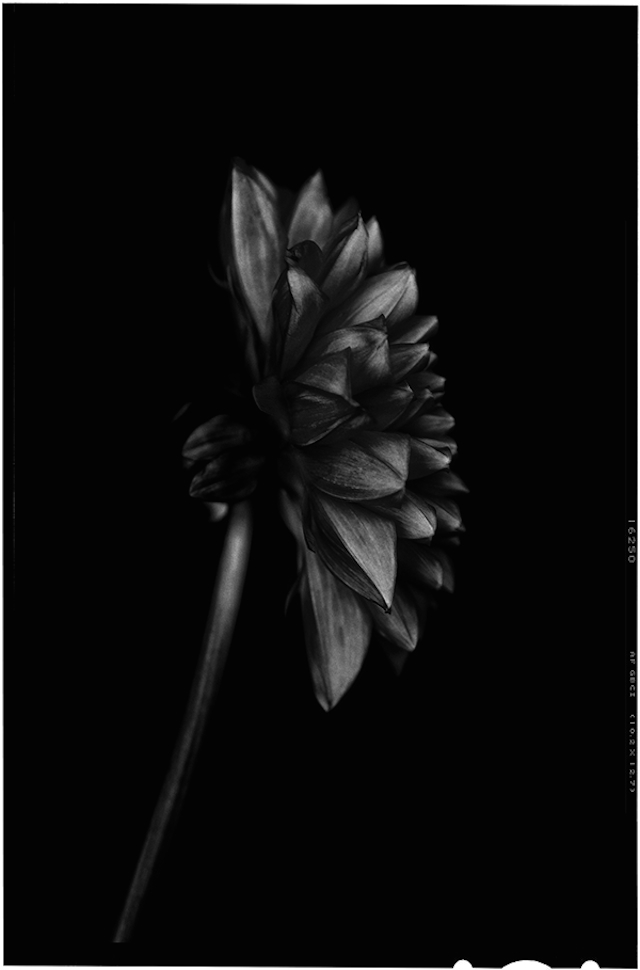 Black to Black Flowers -8