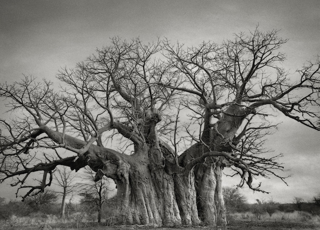 Bufflesdrift-Baobab-