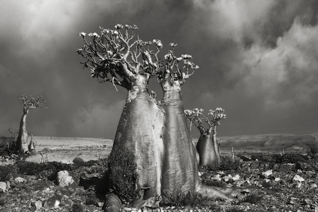 Desert-Rose-Wadi-Fa-Lang