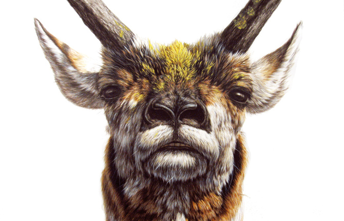 Hyperrealistic Animals Paintings