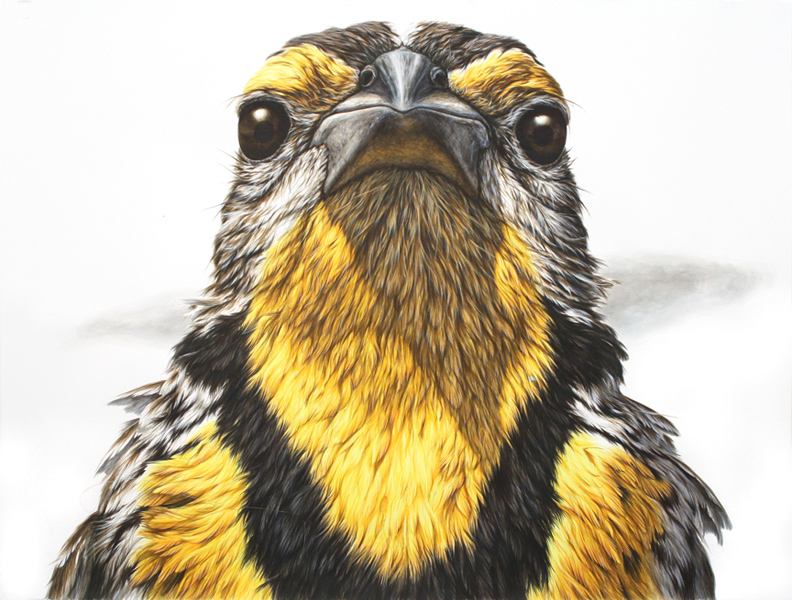 Hyperrealistic Animals Paintings_13