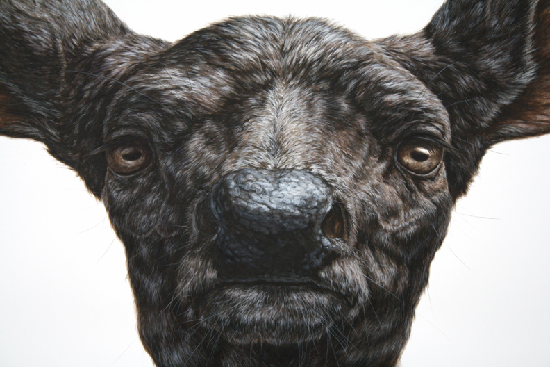 Hyperrealistic Animals Paintings_15