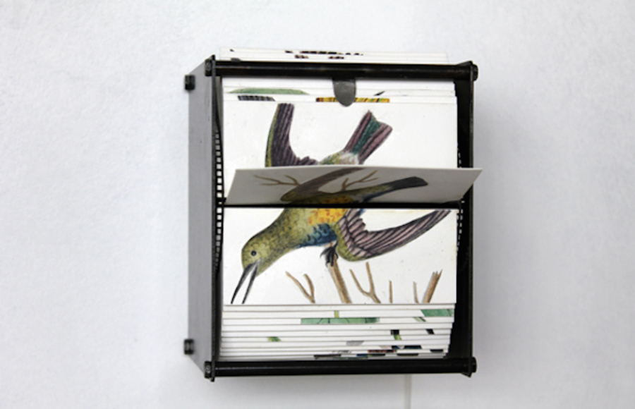 Birds Flip Books