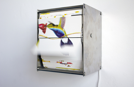 Birds Flip Books