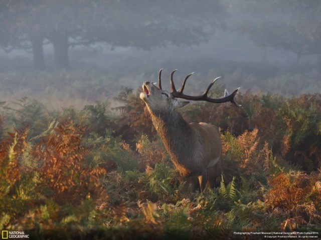 National Geographic Photo Contest 2014 Winners_7