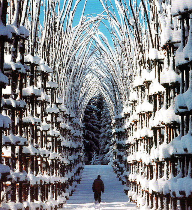 Vegetal Cathedral in Italy-0