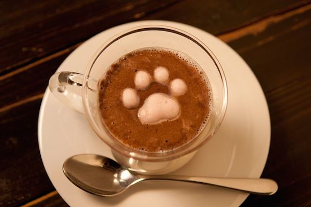 cafecat-1