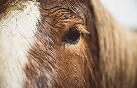 HORSEBACK RIDING ADVENTURE | ICELAND