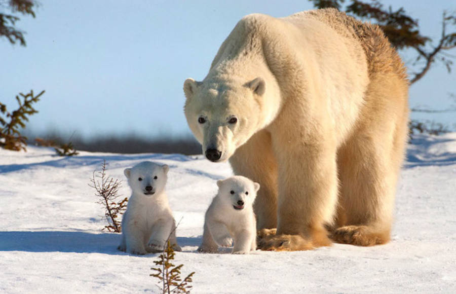 Amazing Polar Bears by David Jenkins