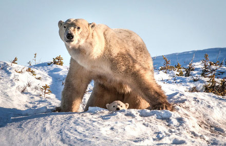 Amazing Polar Bears by David Jenkins
