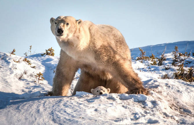 Amazing Polar Bears by David Jenkins