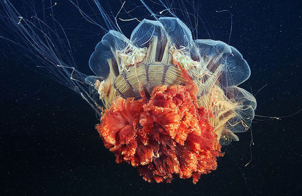 Impressive Jellyfish Photography