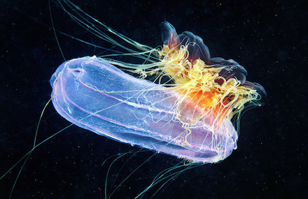 Impressive Jellyfish Photography