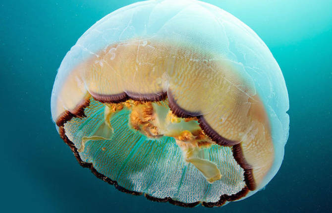 Impressive Jellyfish Photography