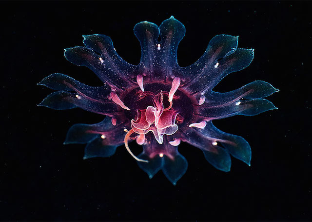 jellyfish-underwater-photography-alexander-semenov-14