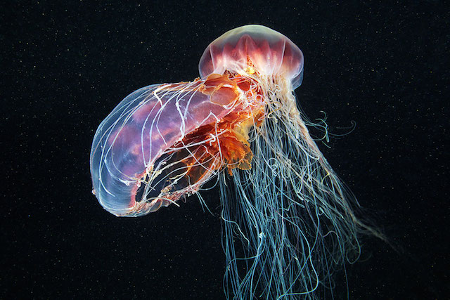 jellyfish-underwater-photography-alexander-semenov-23