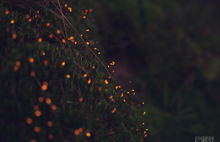 Projections in the Forest