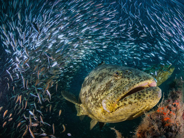 GROUPERS