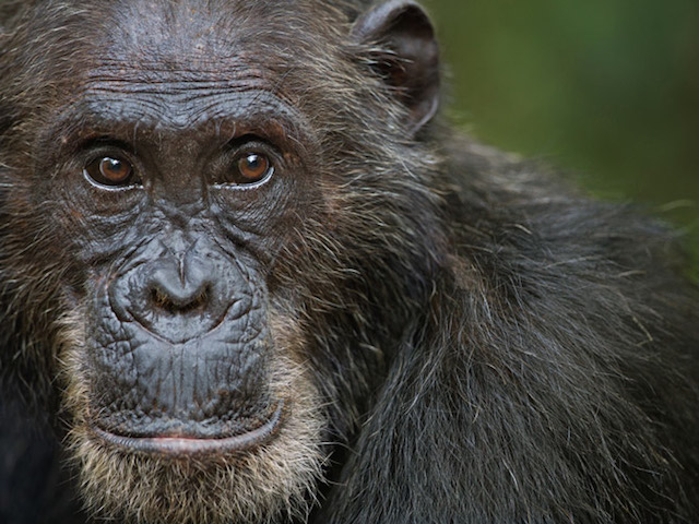 Eastern chimpanzee male 'Frodo' aged 36 years portrait