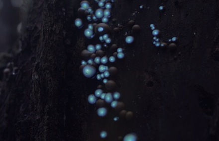 Bioluminescent Forest Mapping
