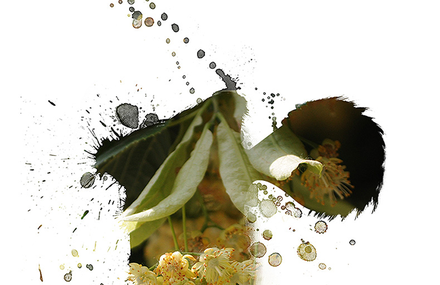 PhotoTypography