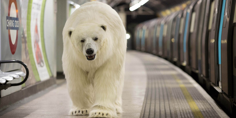 Animatronic Polar Bear in London Underground_3