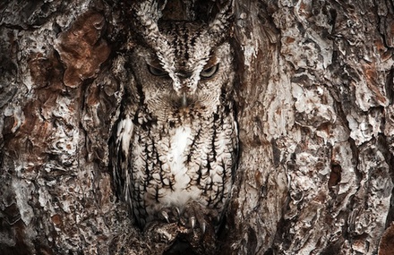 Camouflaged Owls Within Trees