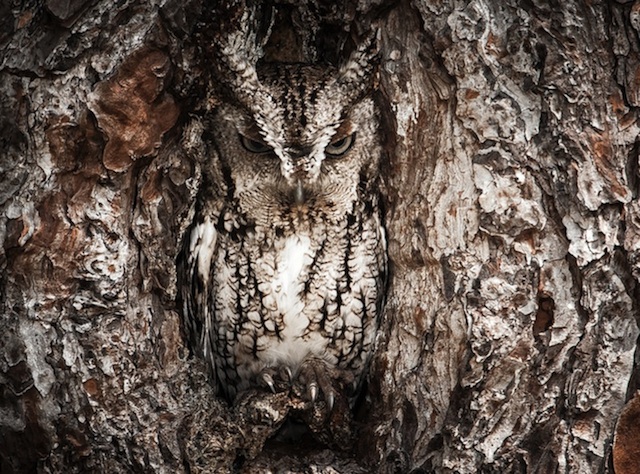 Camouflaged Owls Within Trees-1