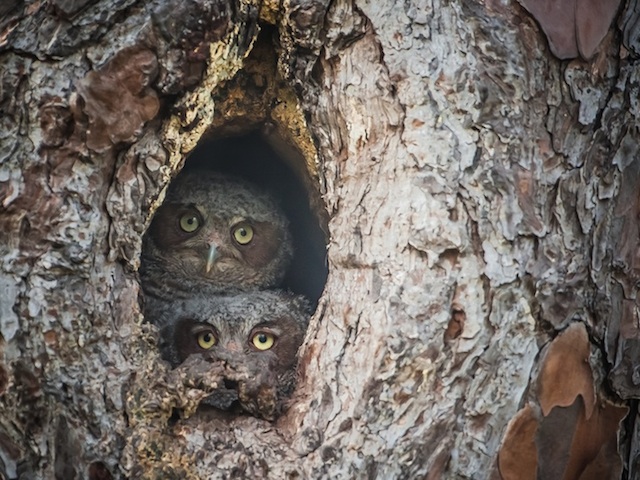 Camouflaged Owls Within Trees-10