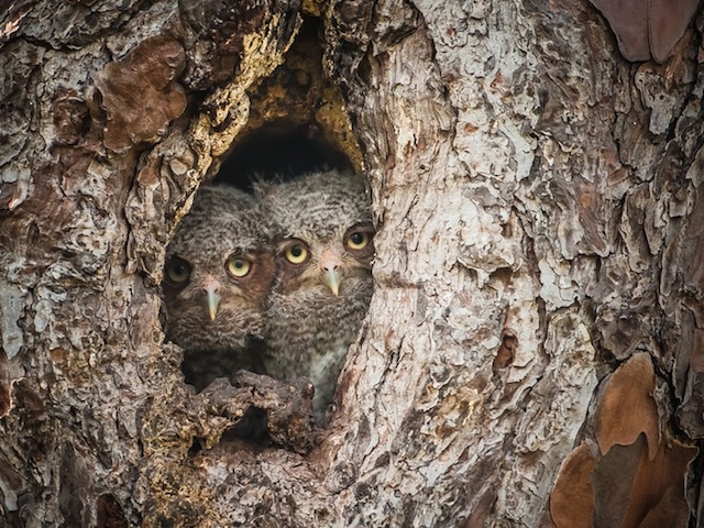 Camouflaged Owls Within Trees-11