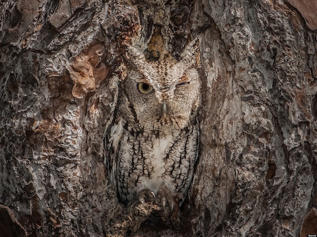Camouflaging Owl