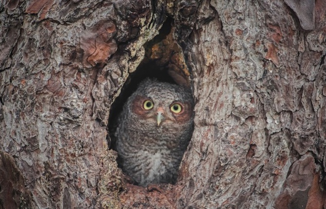 Camouflaged Owls Within Trees