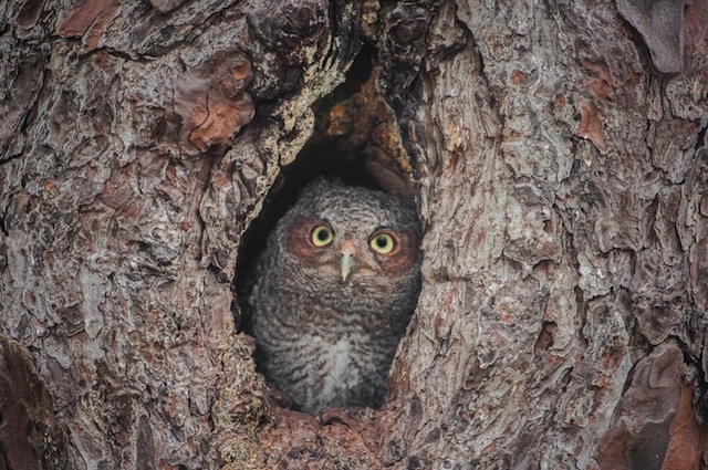 Camouflaged Owls Within Trees-2