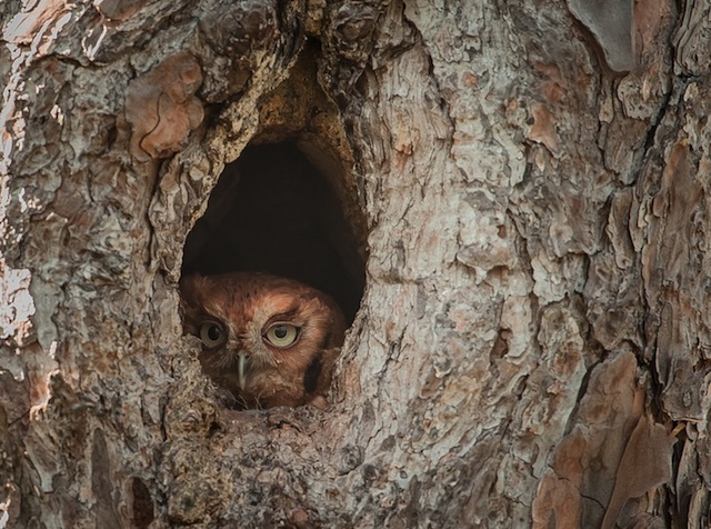Camouflaged Owls Within Trees-3