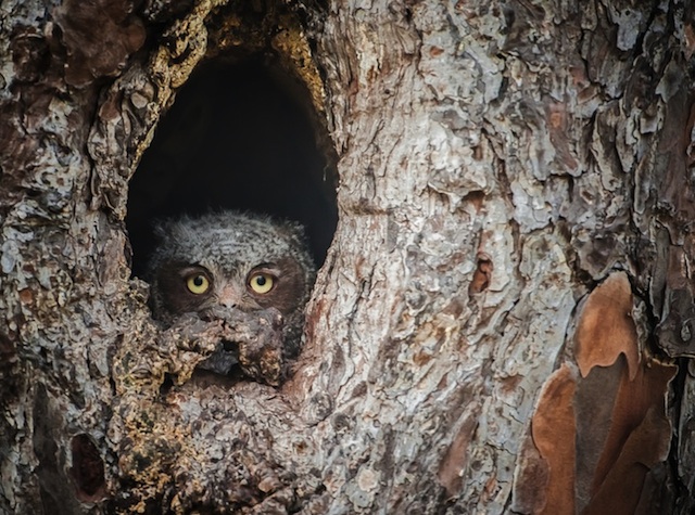 Camouflaged Owls Within Trees-4