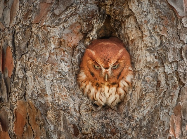 Camouflaged Owls Within Trees-5