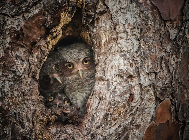 Camouflaged Owls Within Trees-6