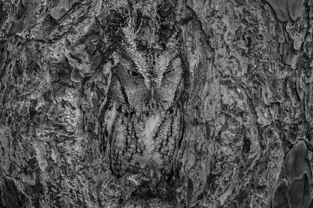 Camouflaged Owls Within Trees-7